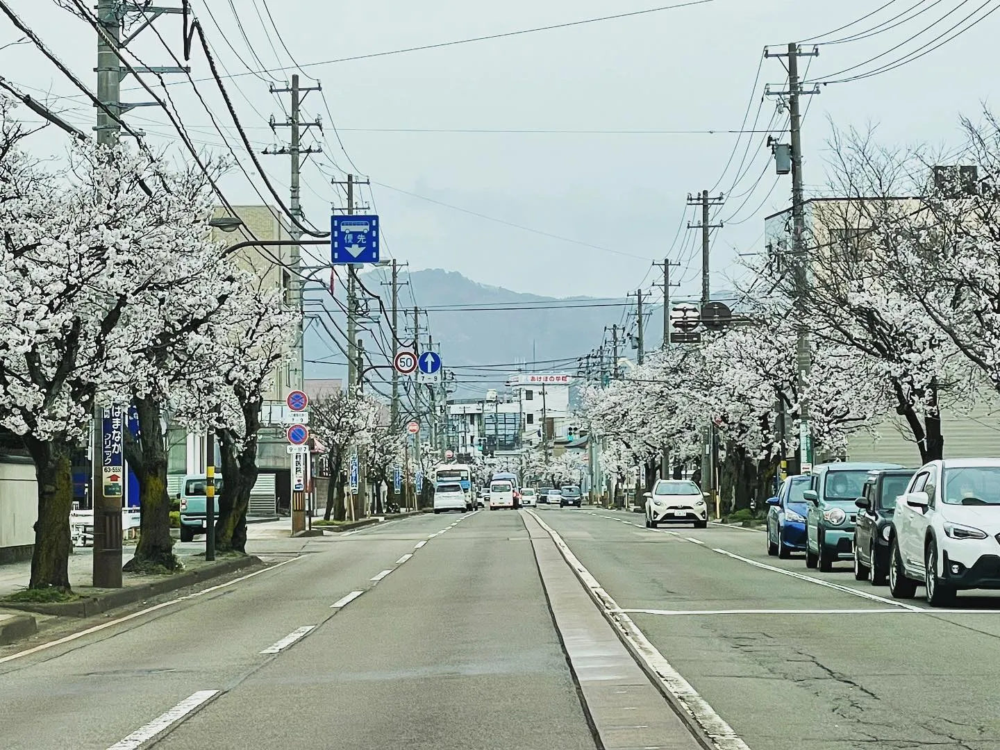 春が来ました‼️