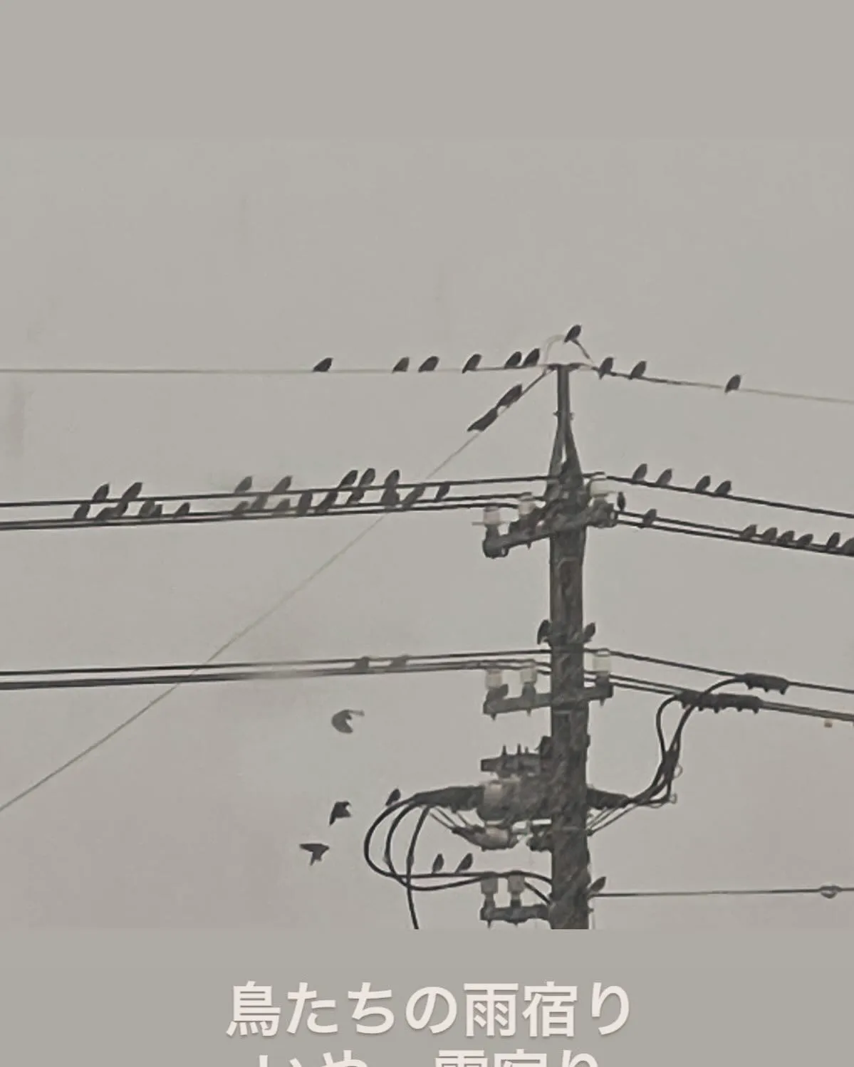 鳥たちも寒そうです。